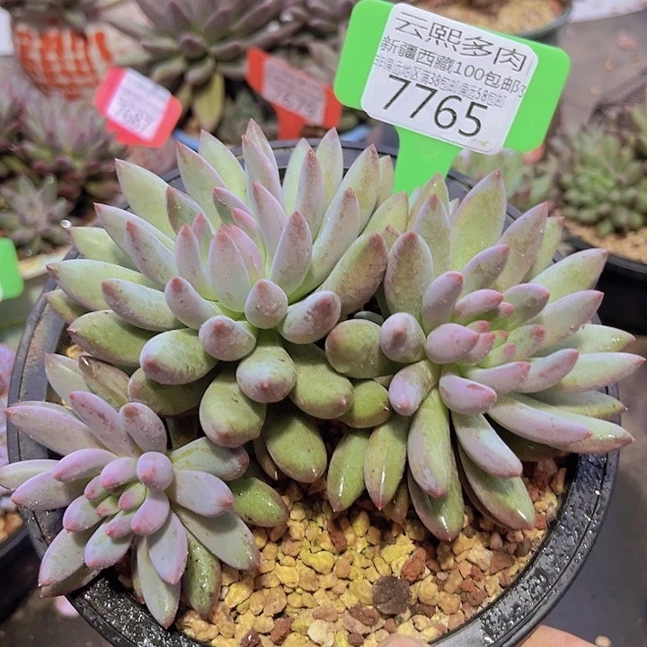 7765虞美人。