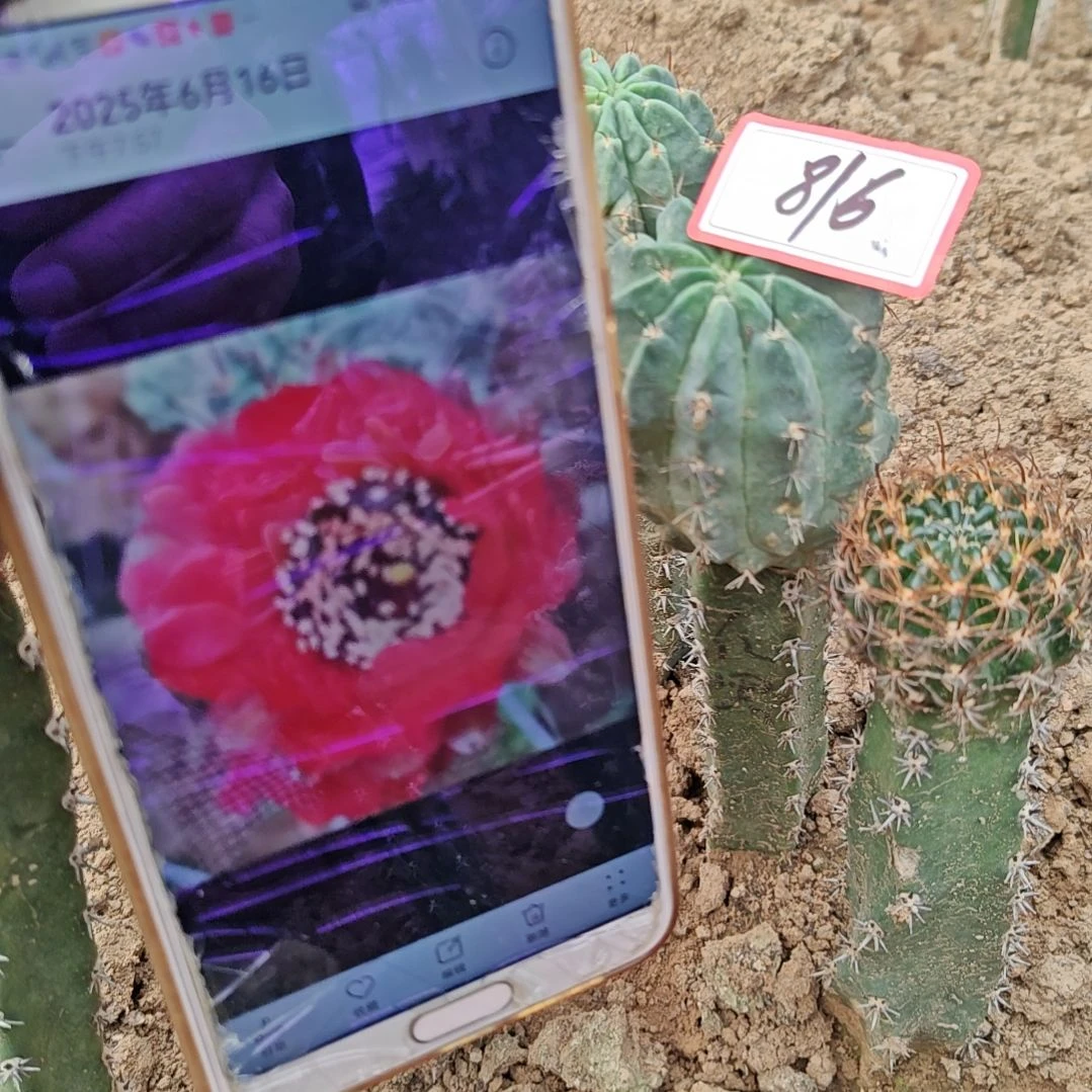 丽花红花黑喉秀普嫁接福816