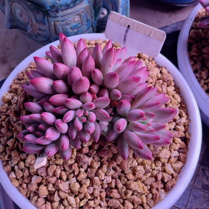 漫**际我是第一百个为妖刀应援的阴阳师