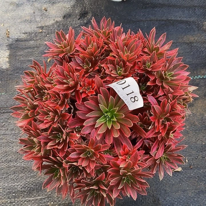 118凤凰锦多肉法师短侧枝不售后