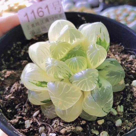 无花朵1161，冰灯锦如图