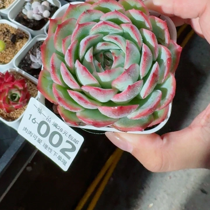侧影无盆土发货多肉多
