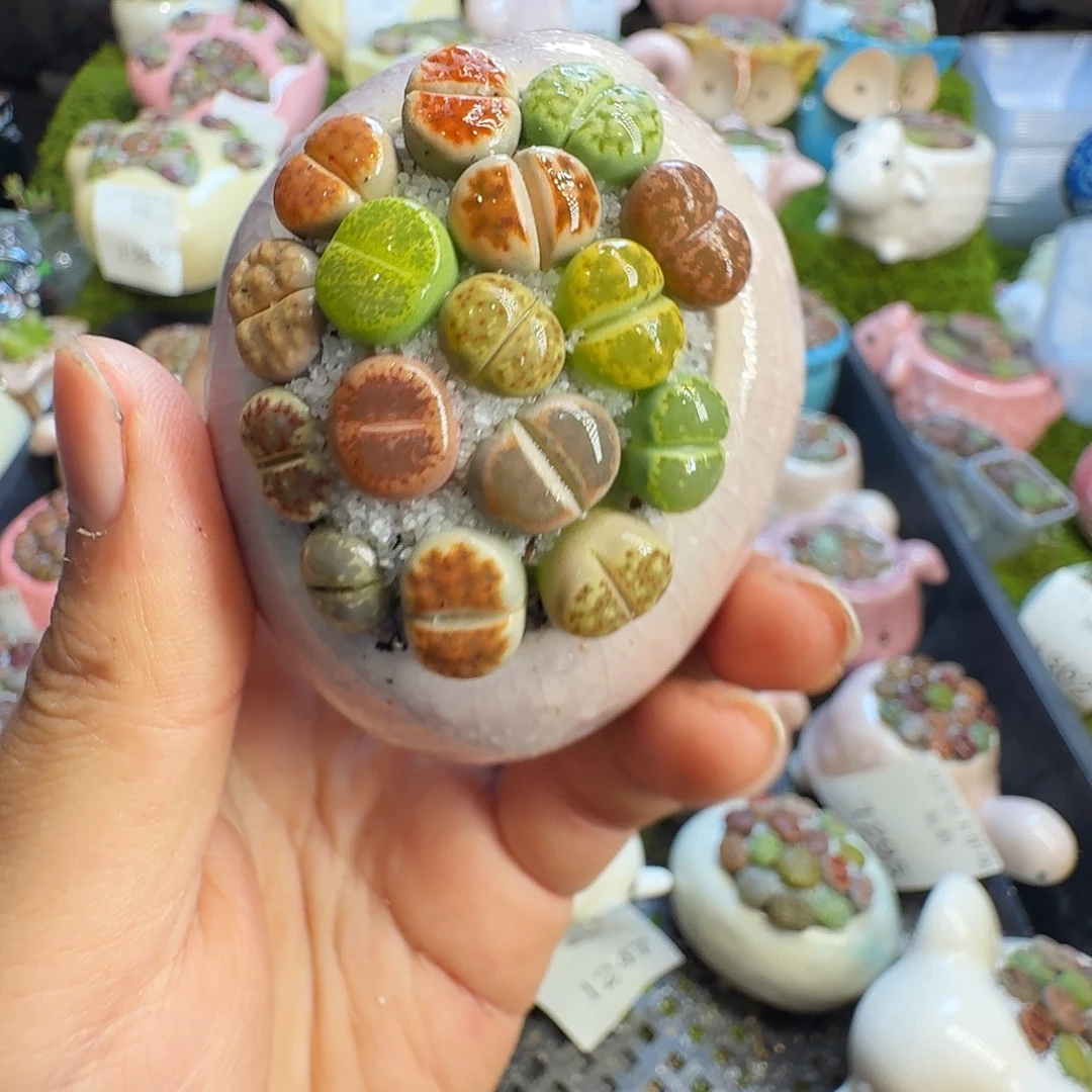 多肉植物的生长发育1303