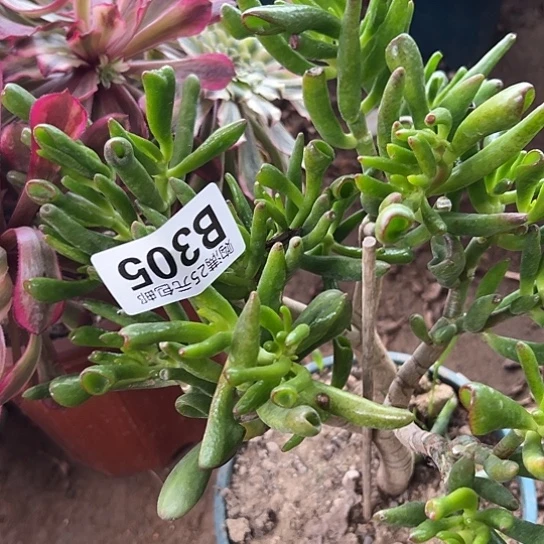 没****了多肉植物一个