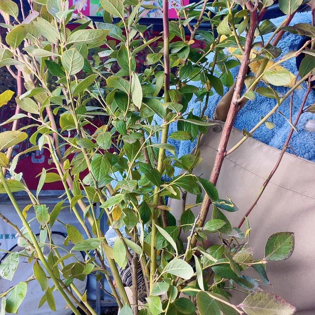 完全开放大果纯甜可口蓝莓