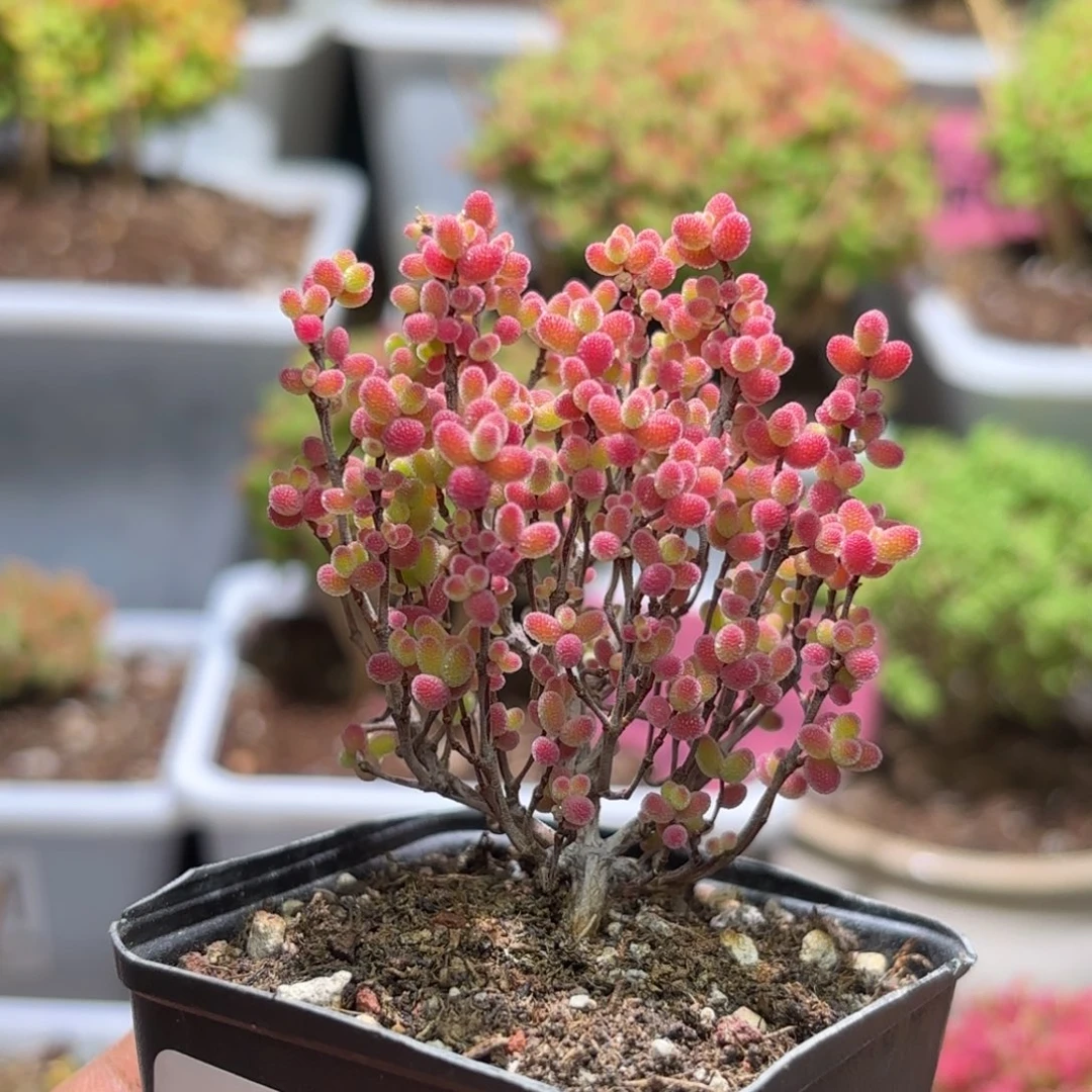 枝干番杏蜜橘G178