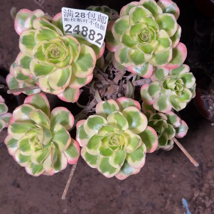 24882南燕子多肉植物