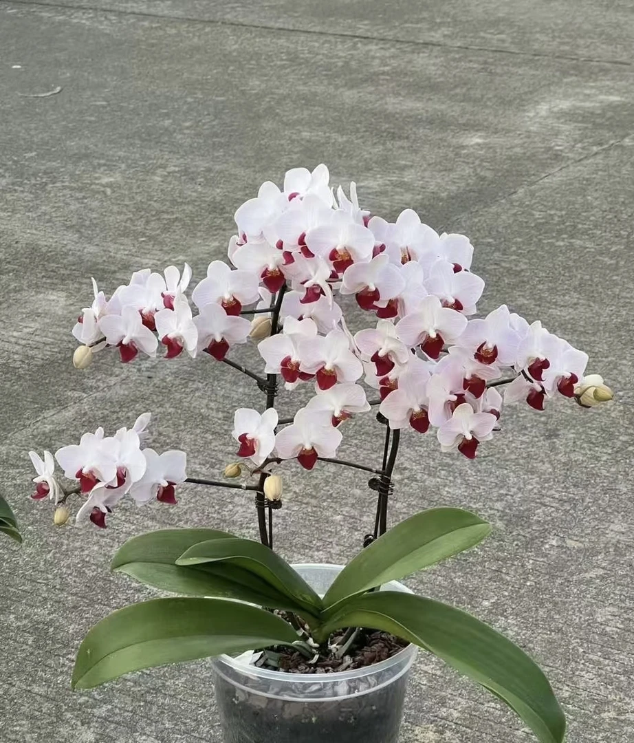 貂蝉蝴蝶兰3.0加高成熟苗不带花室内盆栽植物基地直发