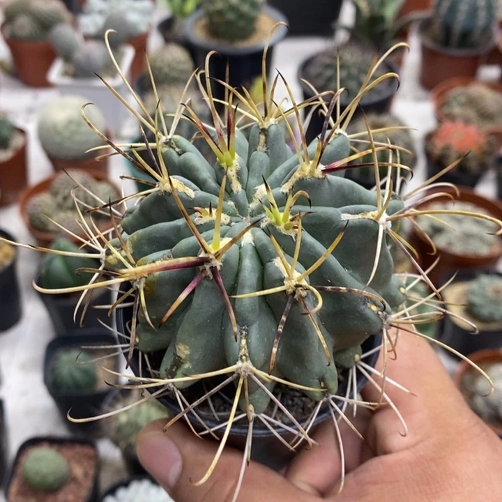 实生黑罗莎特价福利