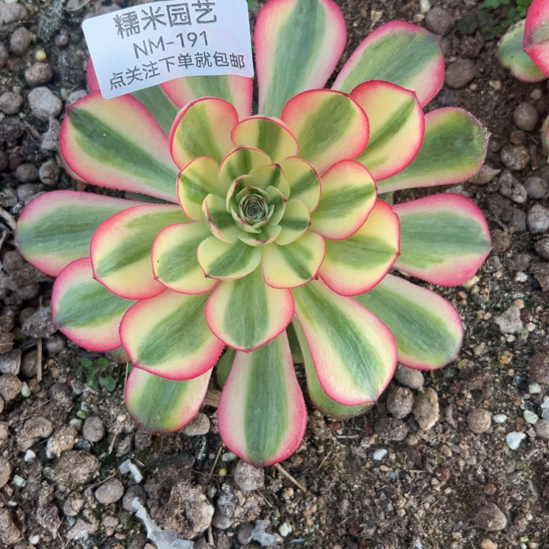 荔枝多肉植物191