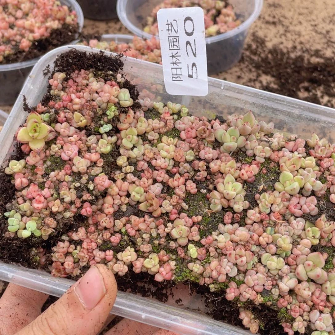 杰*?多肉植物多肉植物520