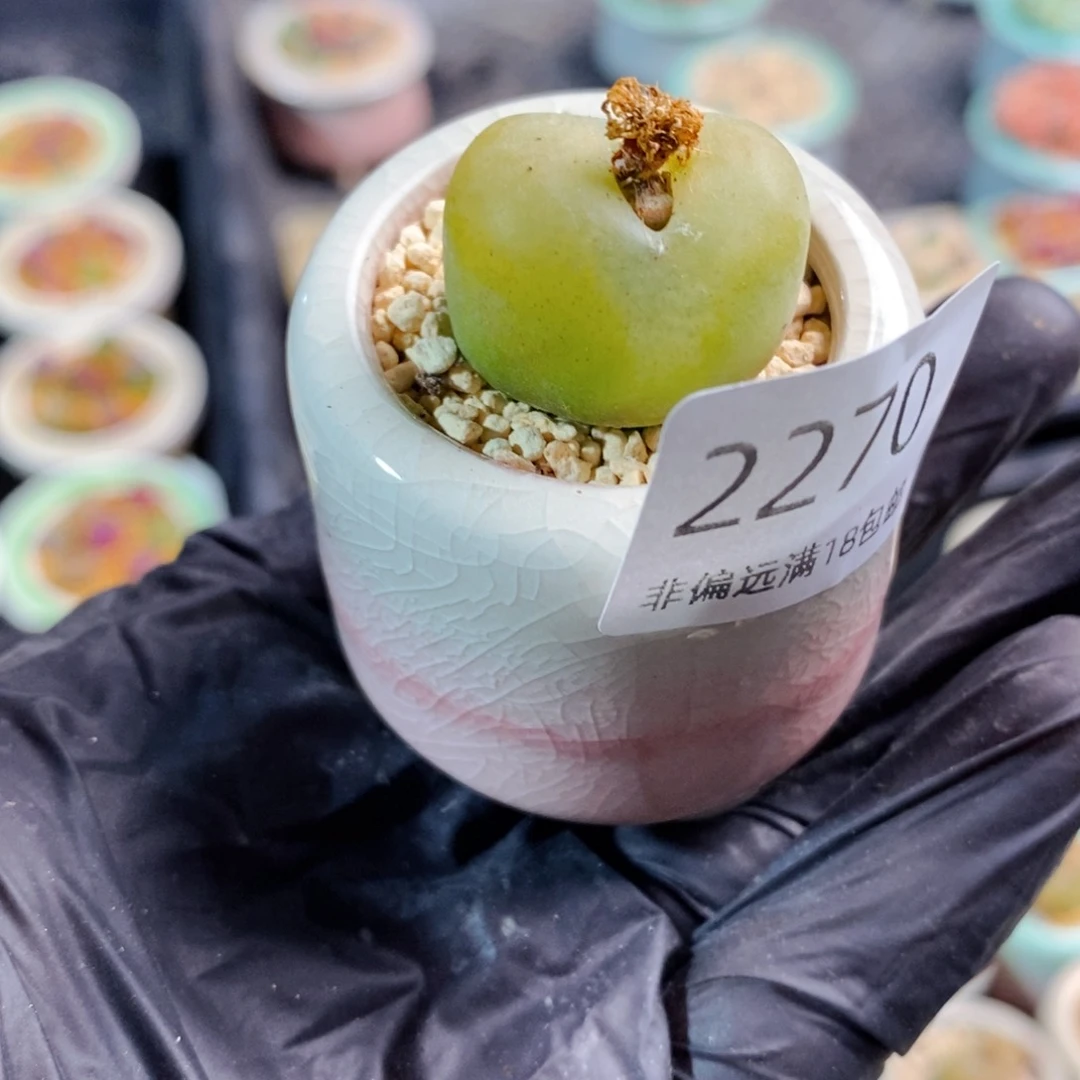 2270-一物一拍。带盆