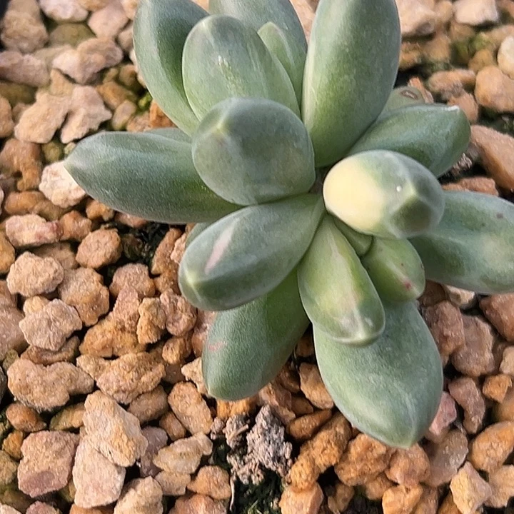 赵****美人带锦一物一拍特价