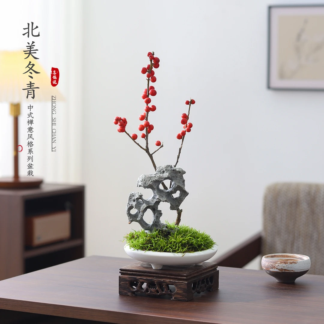 北美冬青盆栽客厅绿植办公室内工位桌面懒人四季好养花卉净化空气