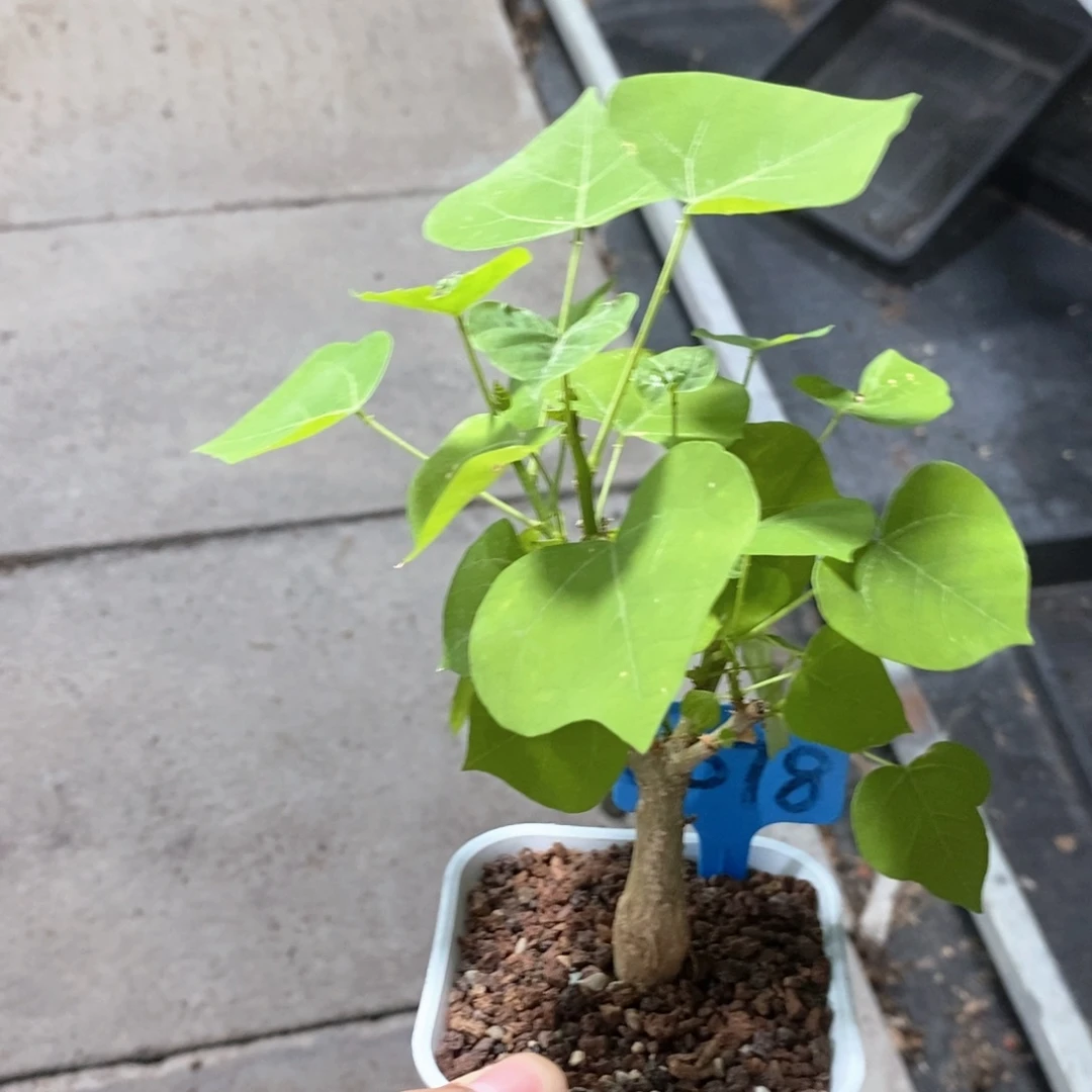 刺桐多肉植物一个