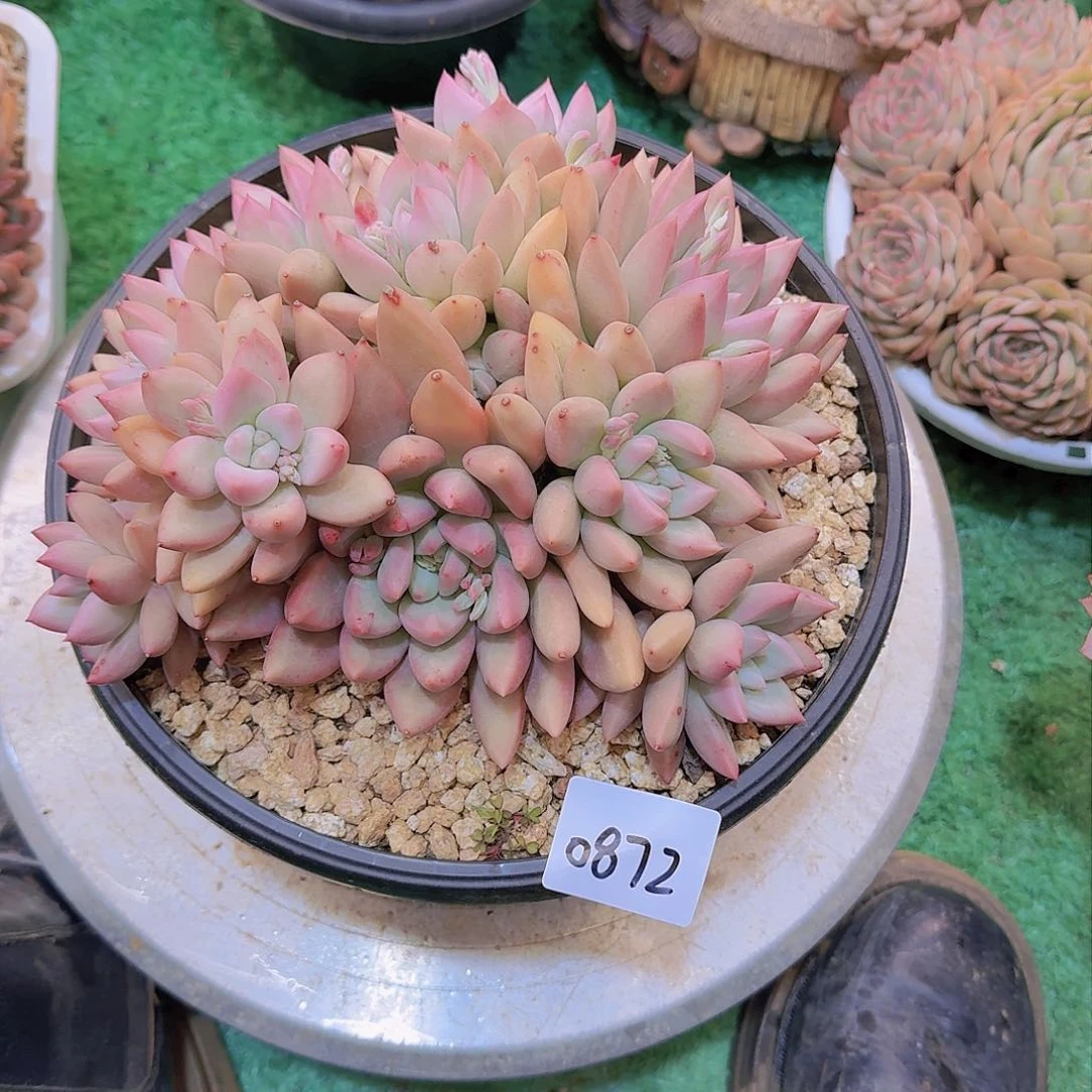 ?****0872仙贝多肉植物