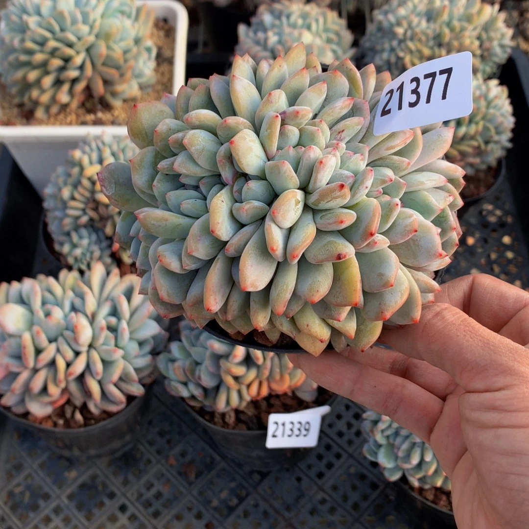 一**愿21377朵朵鲜花的玫瑰花茶