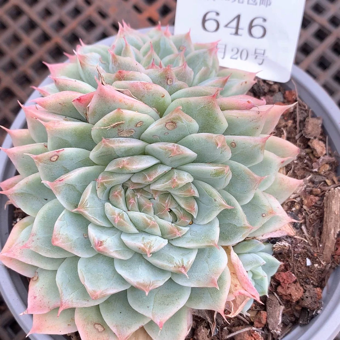 【闪购商品】云646号美心缀化八厘米
