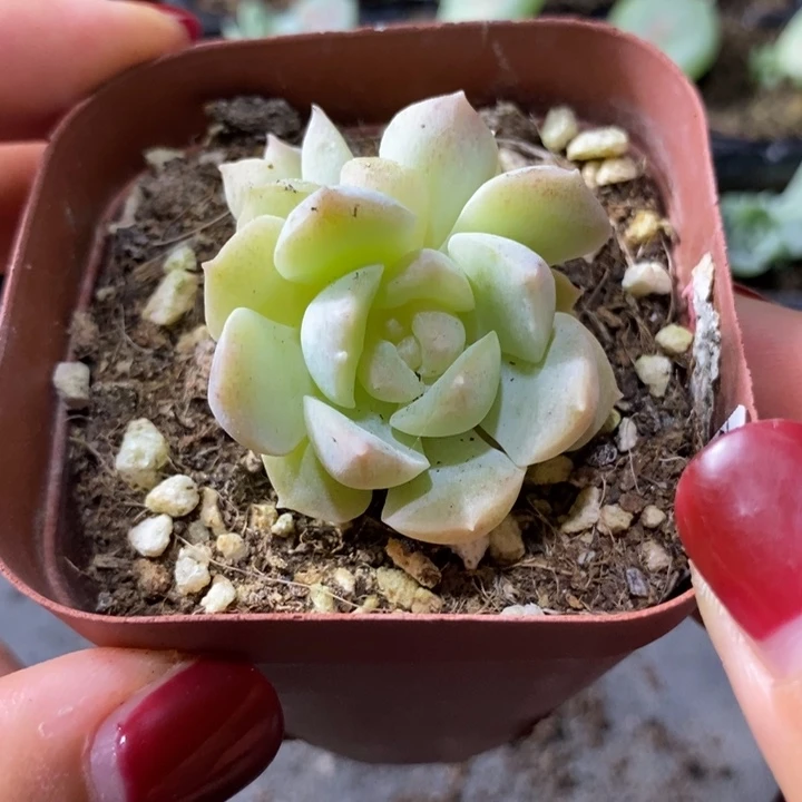 上盆梦幻泡影一个多肉