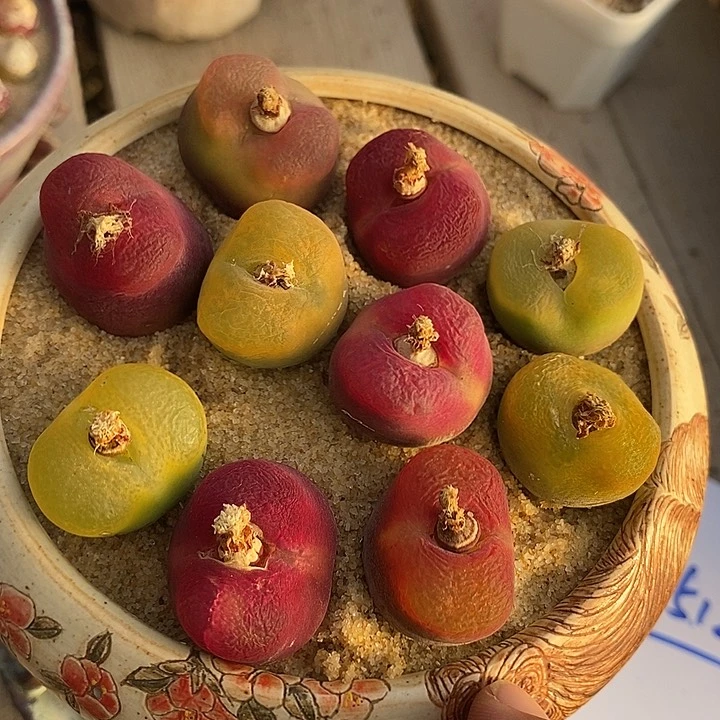 29512一组大的母本