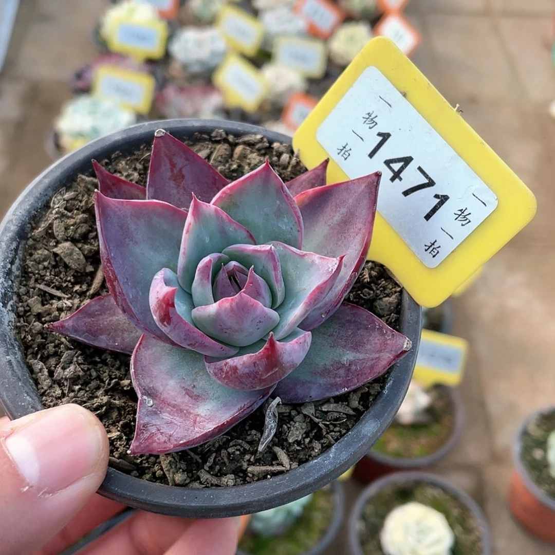 【闪购商品】1471号