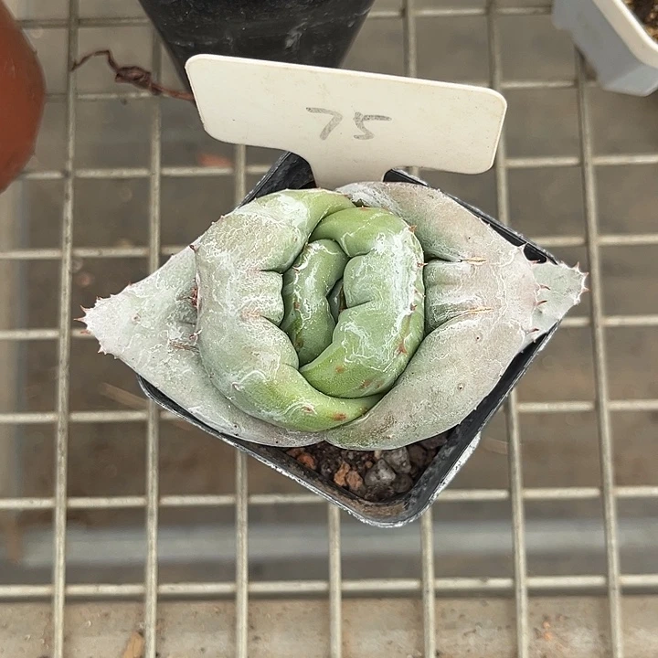 我也不知道我为什么要这样