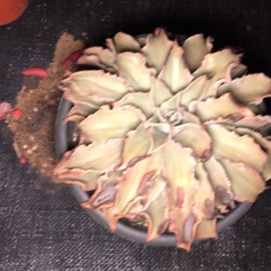 单头饺子皮多肉植物