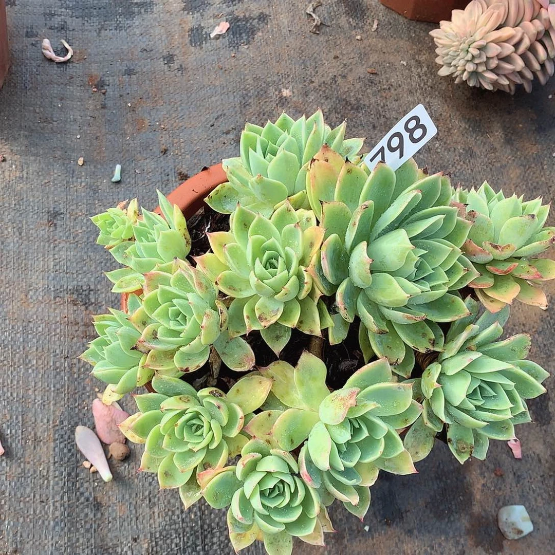 798三色堇一物一拍多肉