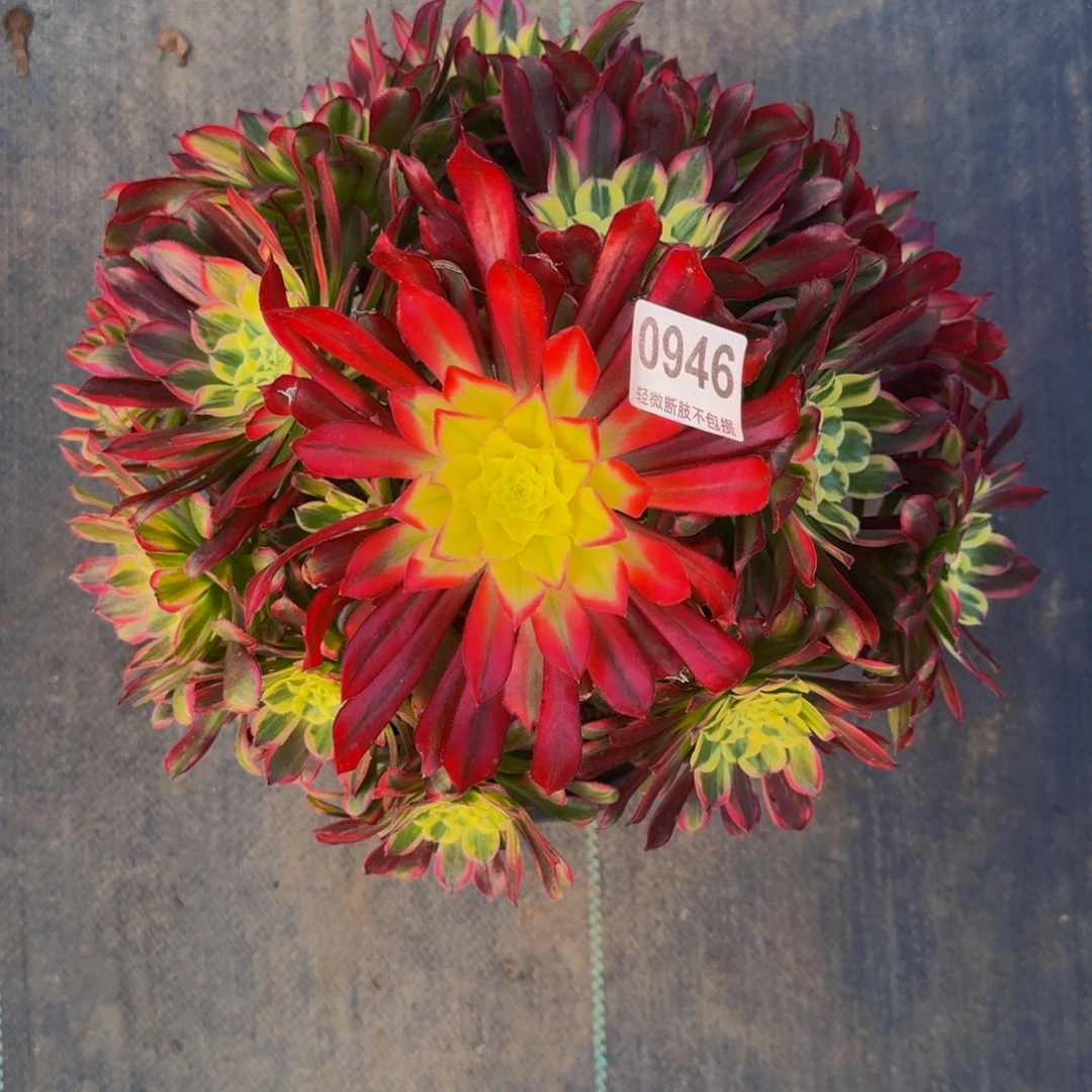 筱***桐天合加保温棉94666666666