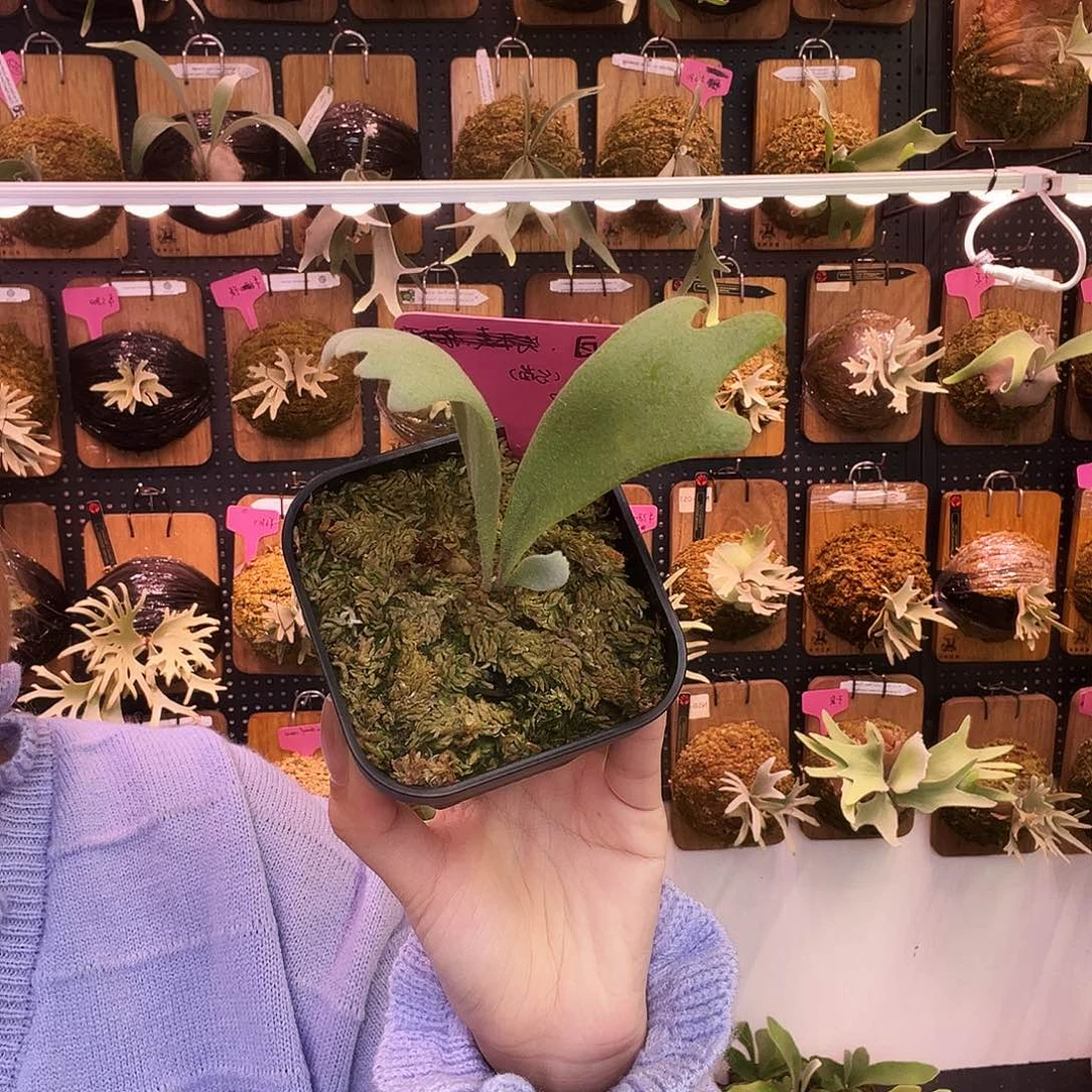 nook 丰收月 无原牌