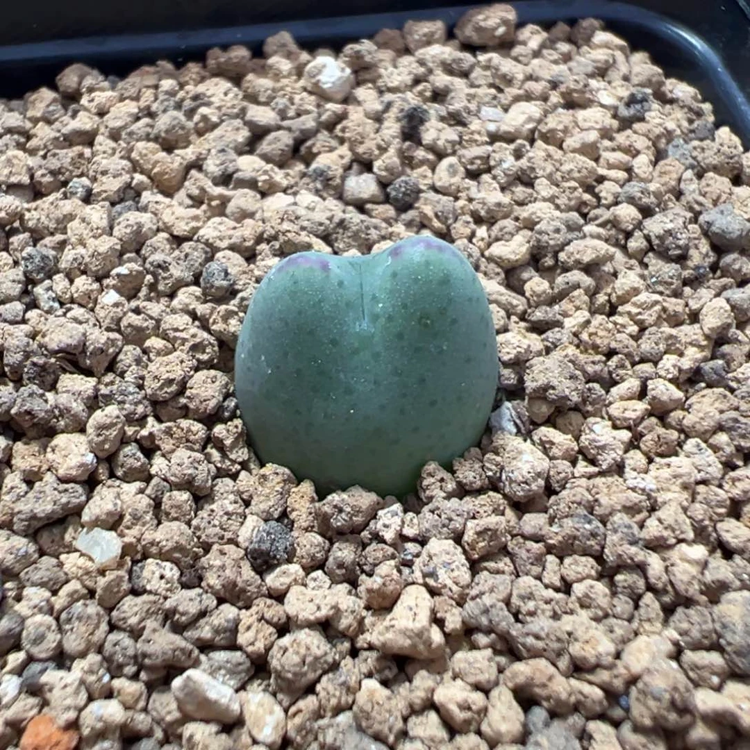 17-183肉锥多肉植物