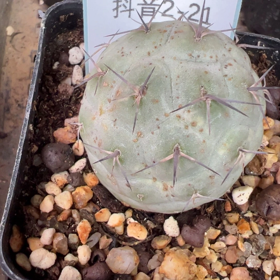 2-21肉锥多肉植物