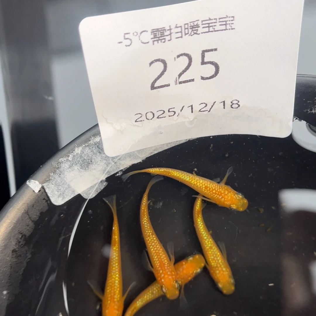 青鳉鱼225玫瑰宝石五尾