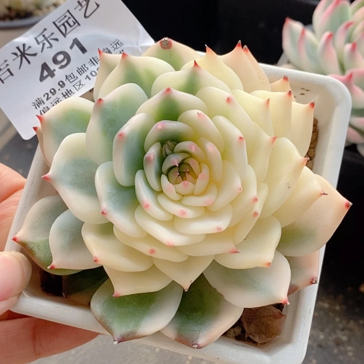 491吉娃娃锦小年福利多肉植物