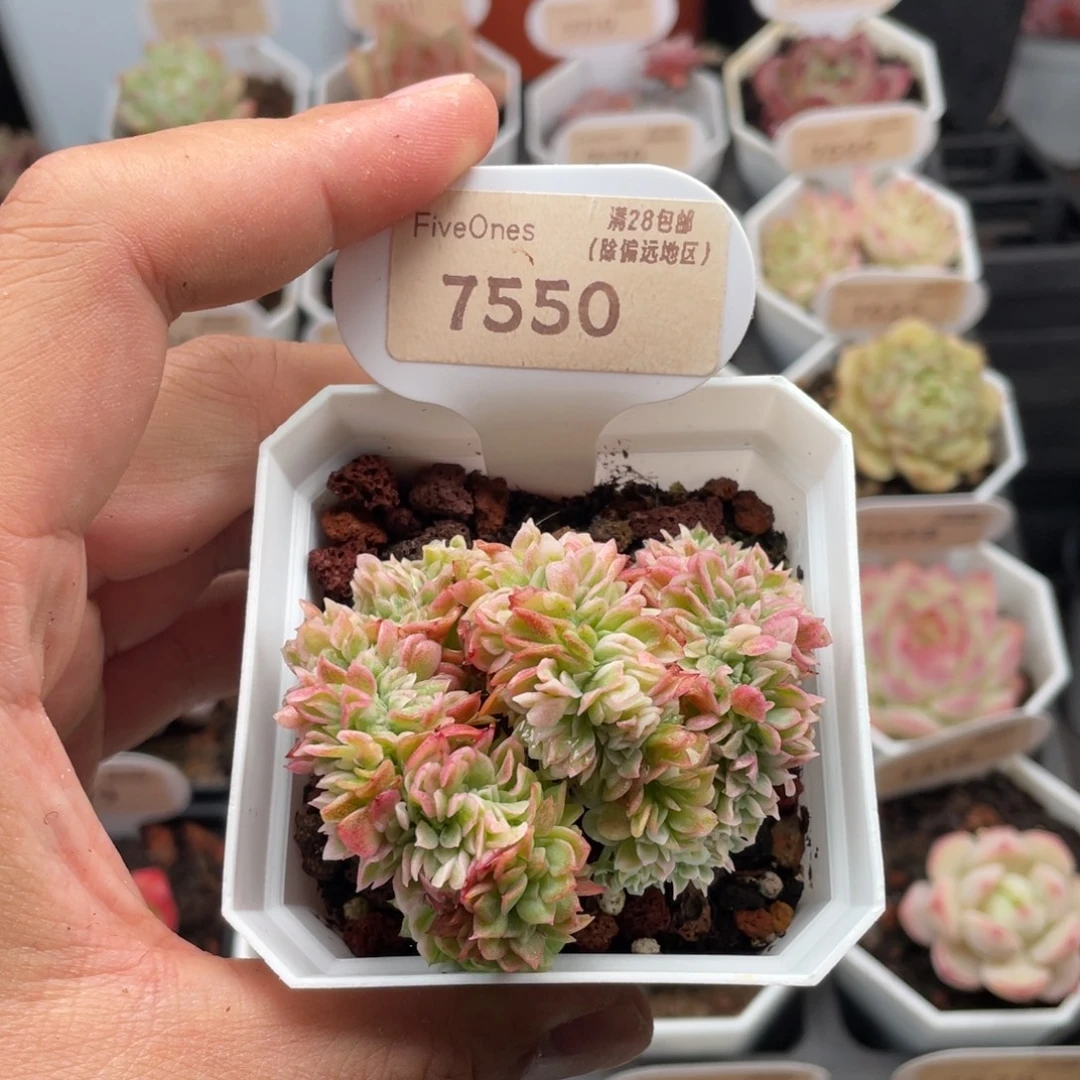 东云缀7550-6厘米