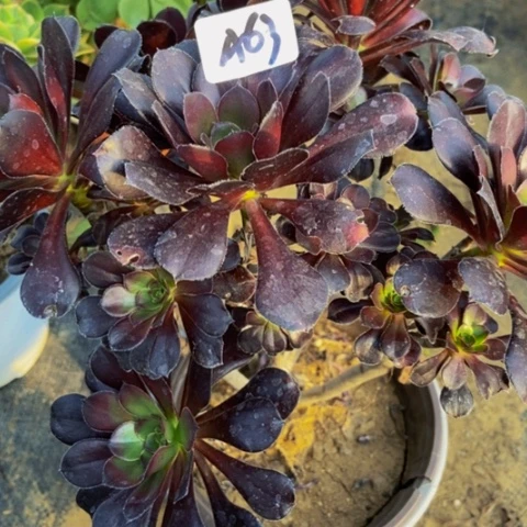 圆叶黑朵朵多肉63多肉不包断