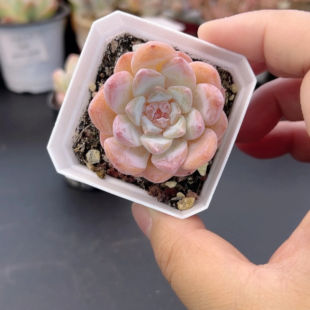 大禹多肉，074草莓果酱