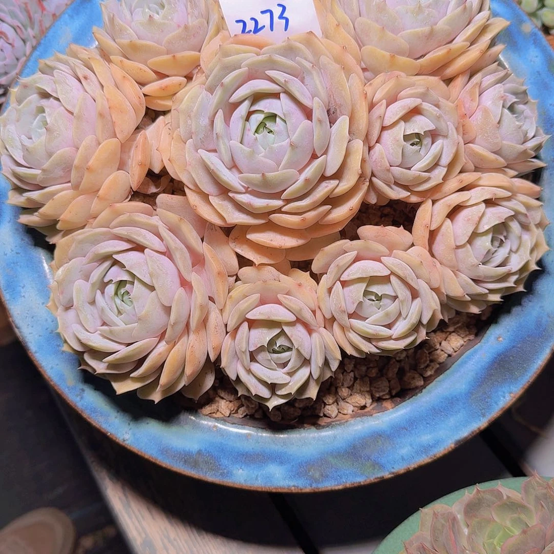 ～***。2273劳拉多肉植物