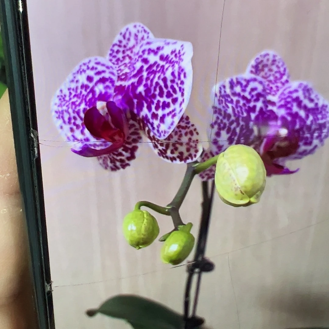 当前无花栽培后可以开花刚抽梗太阳美人浮力请凑单一颗不发货