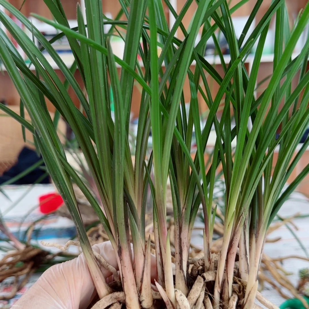 自***翔当前无花栽培后可以开花