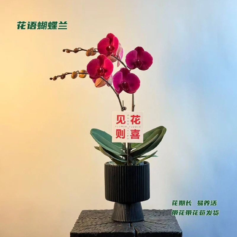 蝴蝶兰【朝阳】 带花带花苞发货 室内客厅阳台花卉 好养易活
