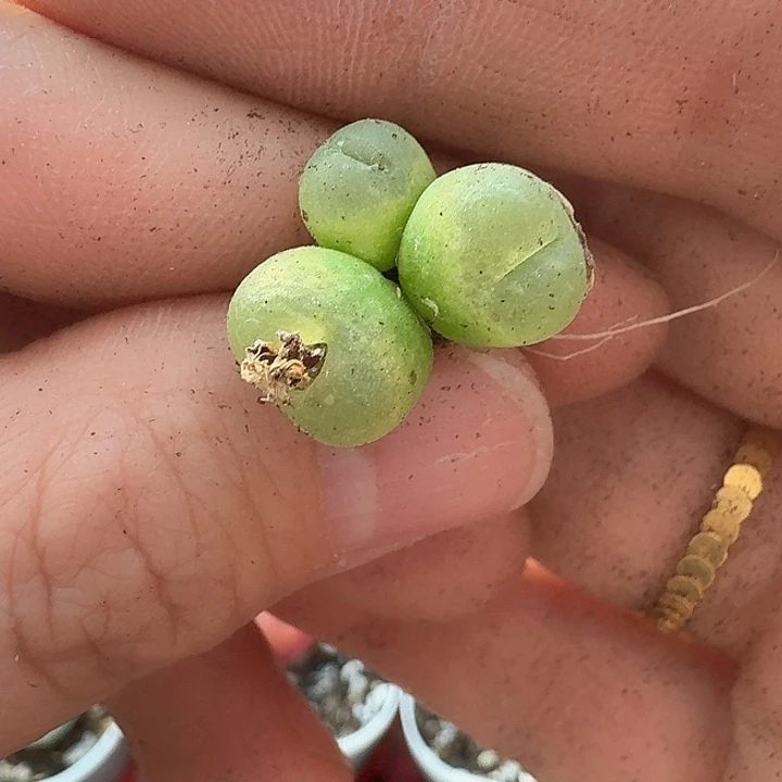 S*e老马生石花啦毛24