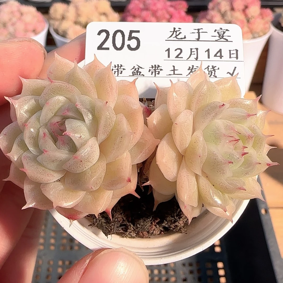多肉1214-205包子麦秆