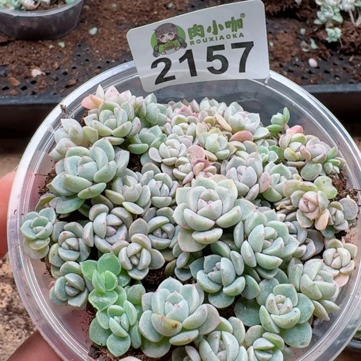 多肉植物多肉植物