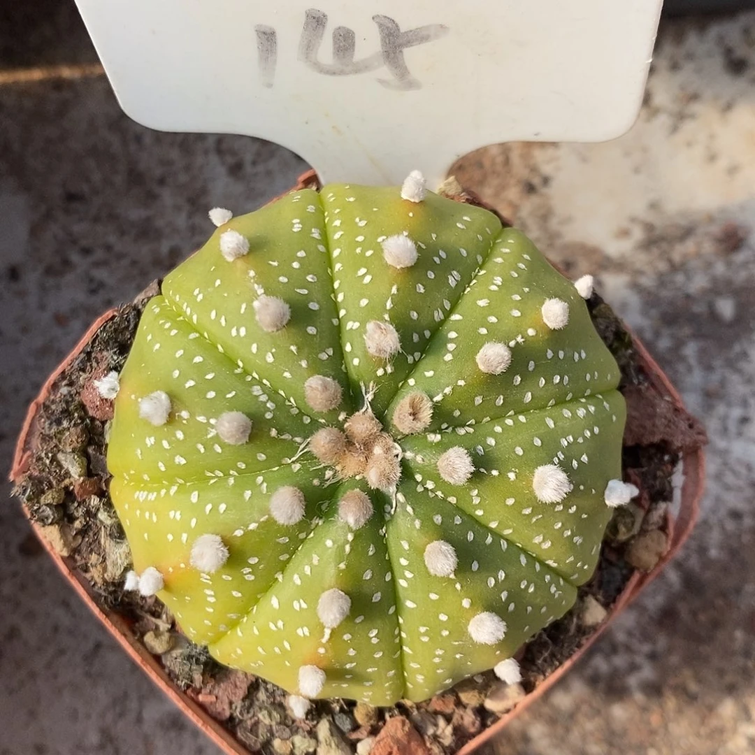 145黄体兜系列福利来啦