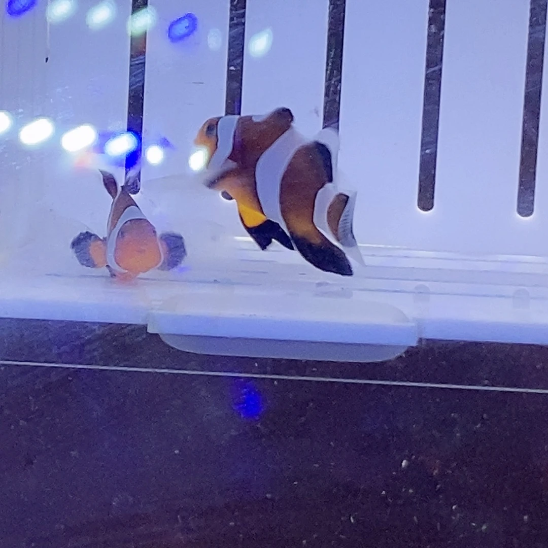 海水鱼公子礼服一对