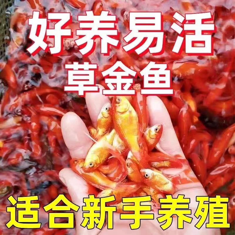 【冷水草金】金鱼冷水小鱼观赏鱼活鱼好养宠物耐活鱼苗锦鲤养不死
