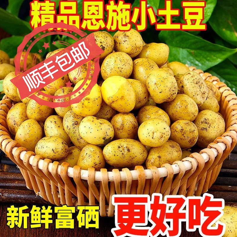 顺丰包邮正宗恩施小土豆新鲜现挖沙面粉糯马铃薯洋芋大果黄心土豆