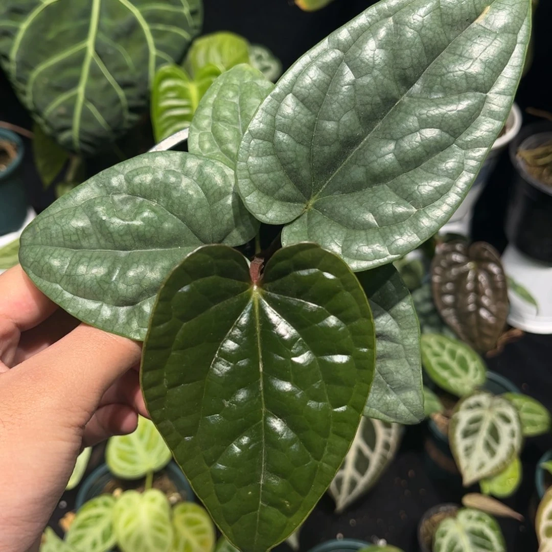 不开花植物老版本黑奢华