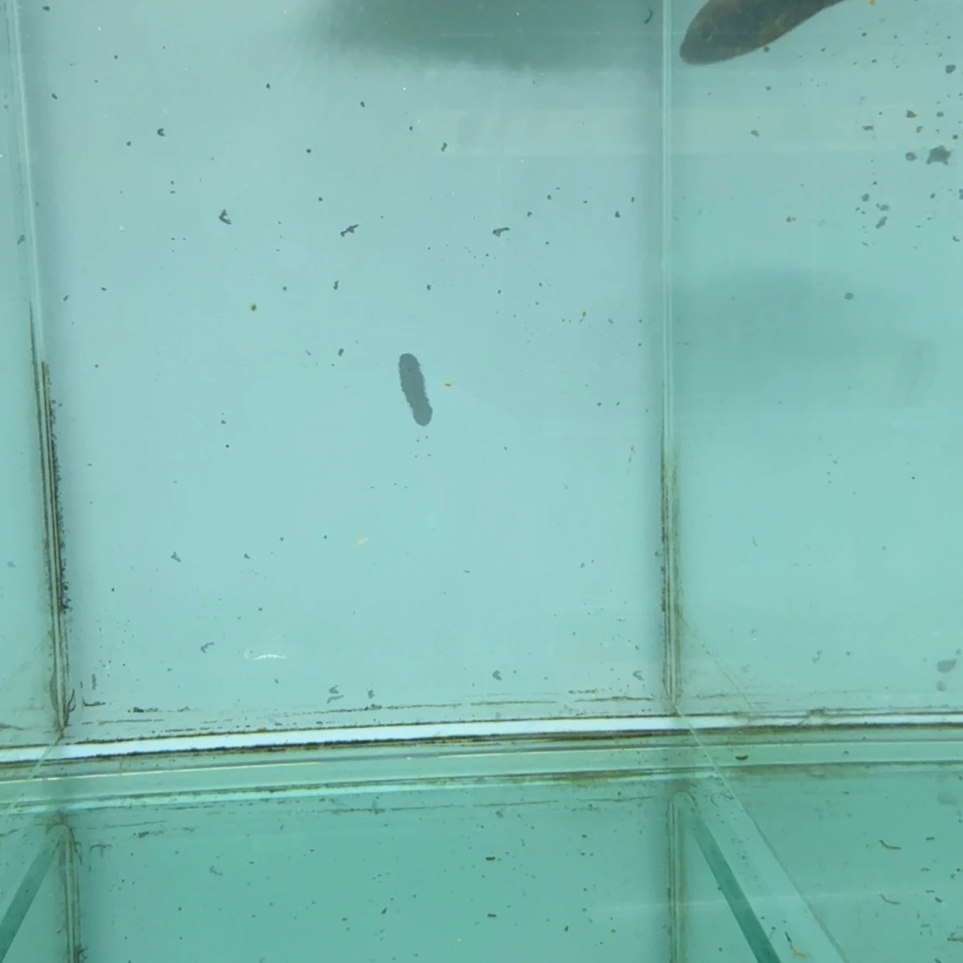 慈鲷1074野轮渡费恩。